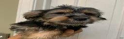 Shorkie dogs for sale: Shorkie 2 - Ad 1