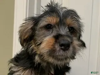 Shorkie dogs Shorkie 2 - Ad 1