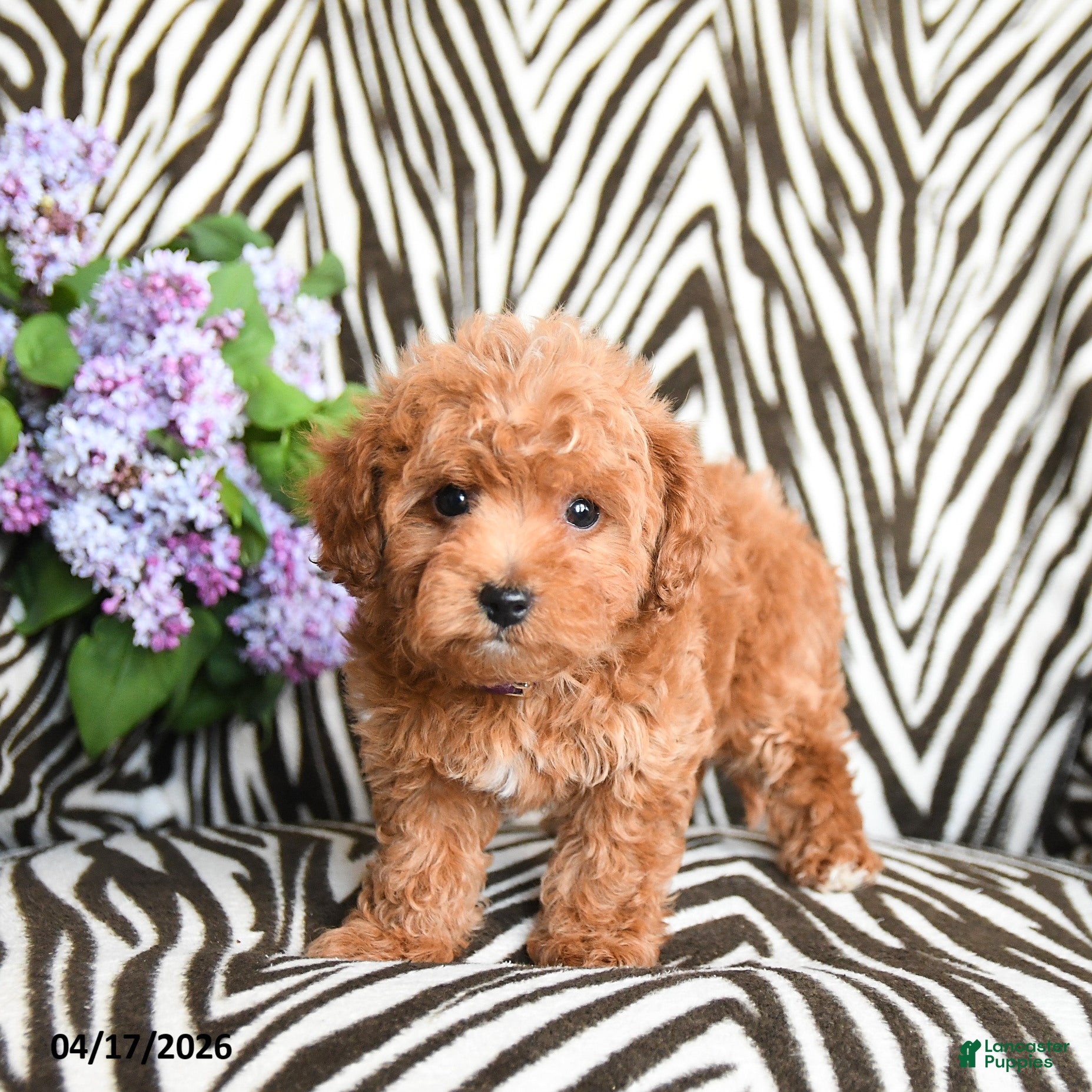 Maltipoo dogs Lillian - Ad 1