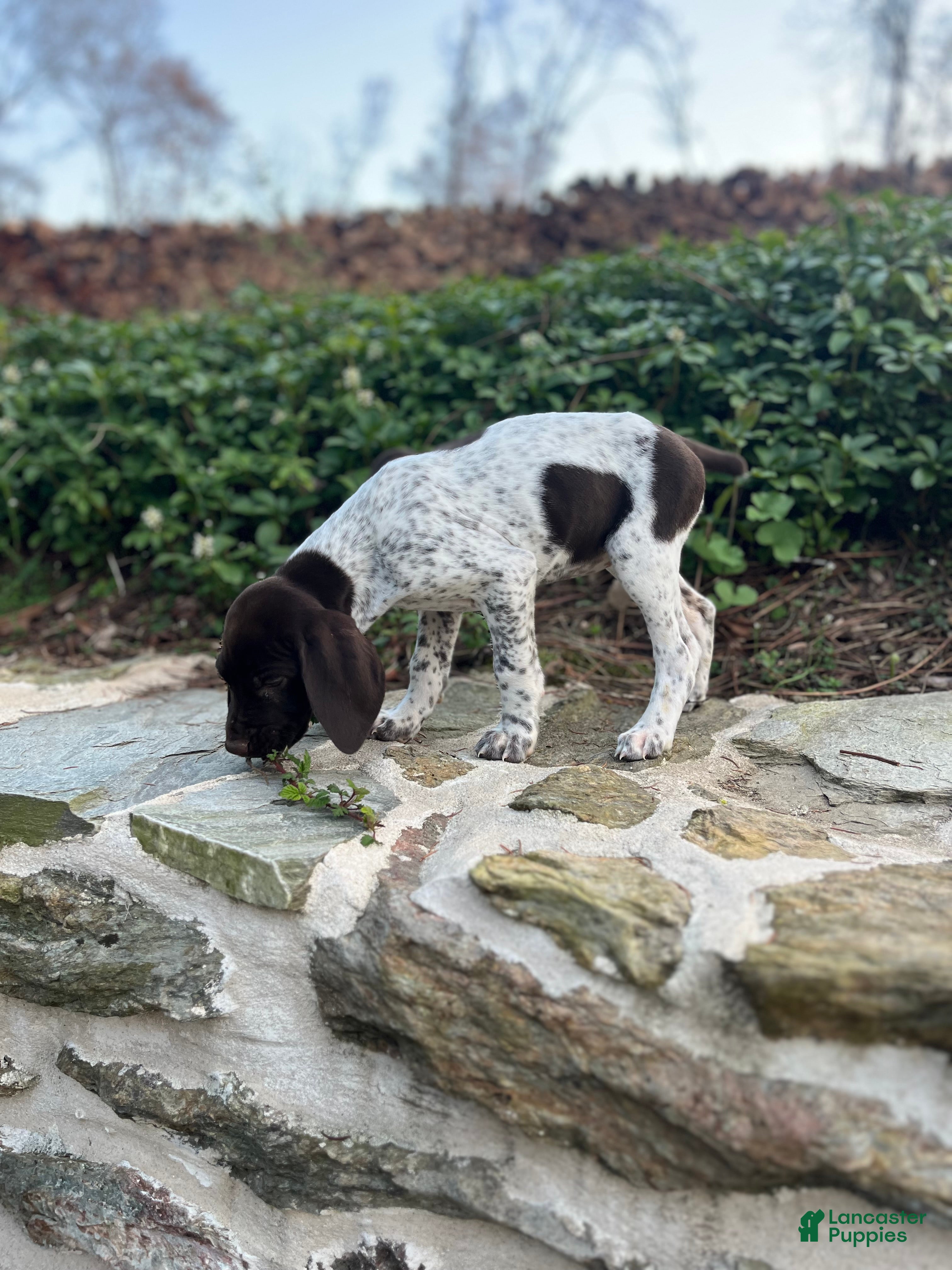 German Shorthaired Pointer dogs German Shorthaired Pointer Puppy Molly - Ad 2