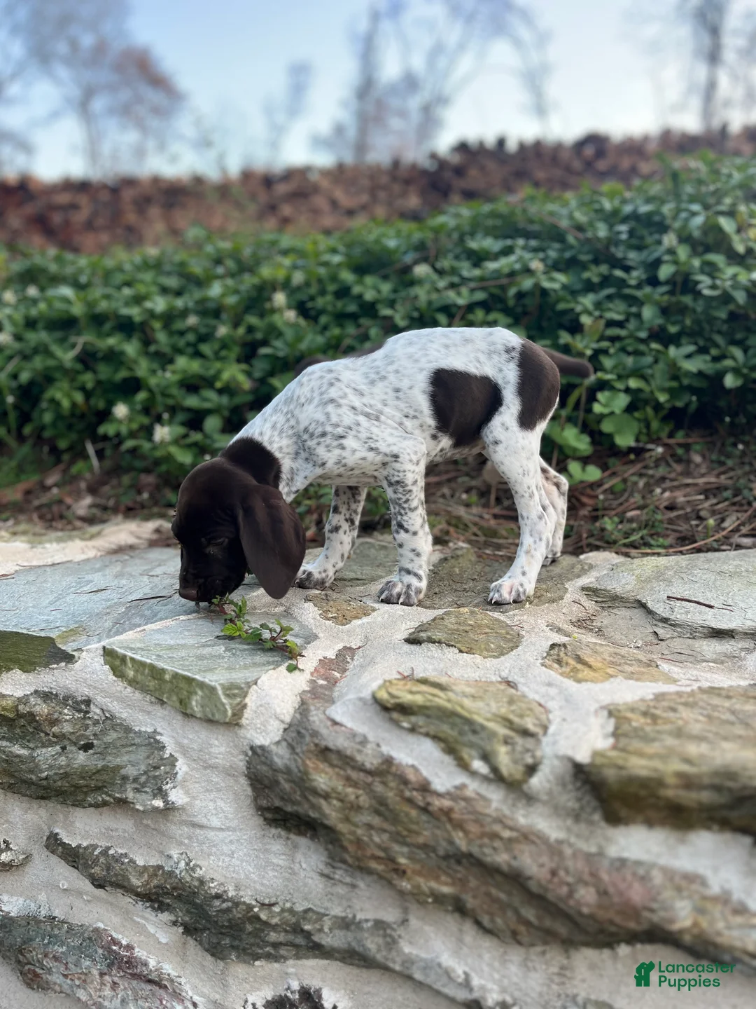 German Shorthaired Pointer dogs for sale: German Shorthaired Pointer Puppy Molly - Ad 2