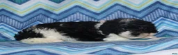 Miniature Poodle dogs for sale: Reserved Harlee’s Bk&W male - Ad 6