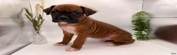 Boxer dogs for sale: Callie - Ad 6
