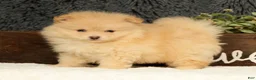 Pomeranian dogs for sale: Cupcake - Ad 5