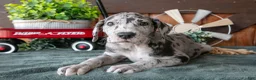 Great Dane dogs for sale: Libby - Ad 2