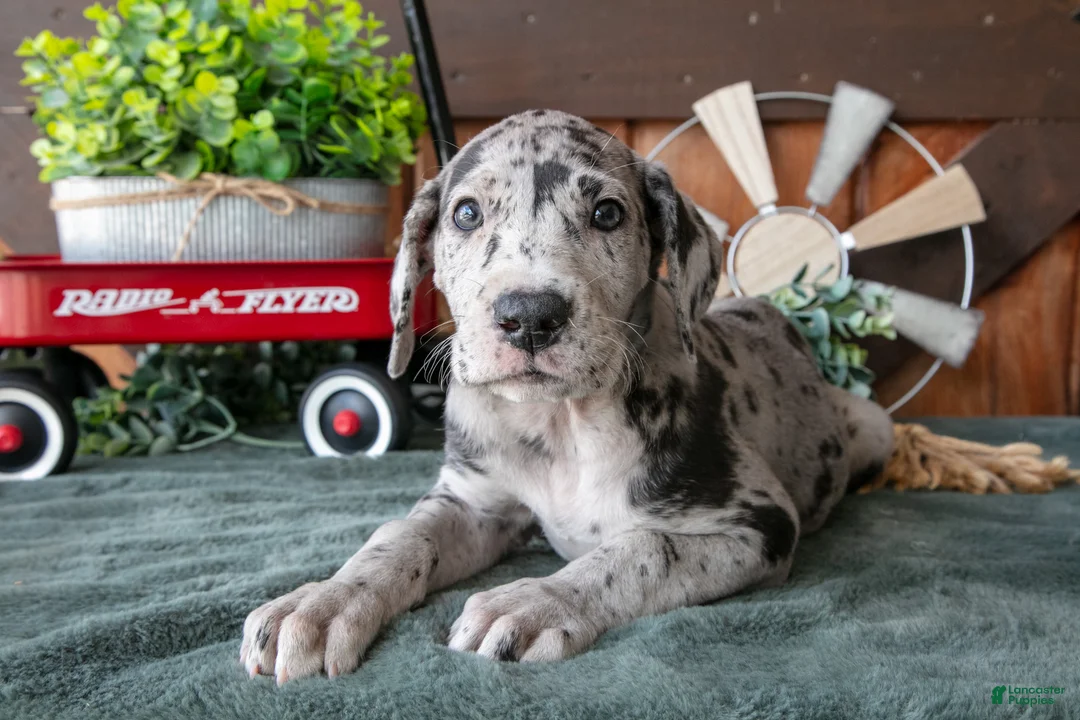 Great Dane dogs for sale: Libby - Ad 2
