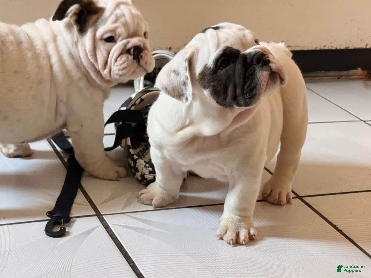 English Bulldog dogs English Bulldog 2 - Ad 2