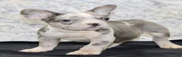 French Bulldog dogs for sale: Dallas Male AKC French Bulldog - Ad 4