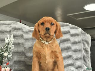 Miniature Golden Retriever dogs Blitzen - Ad 5