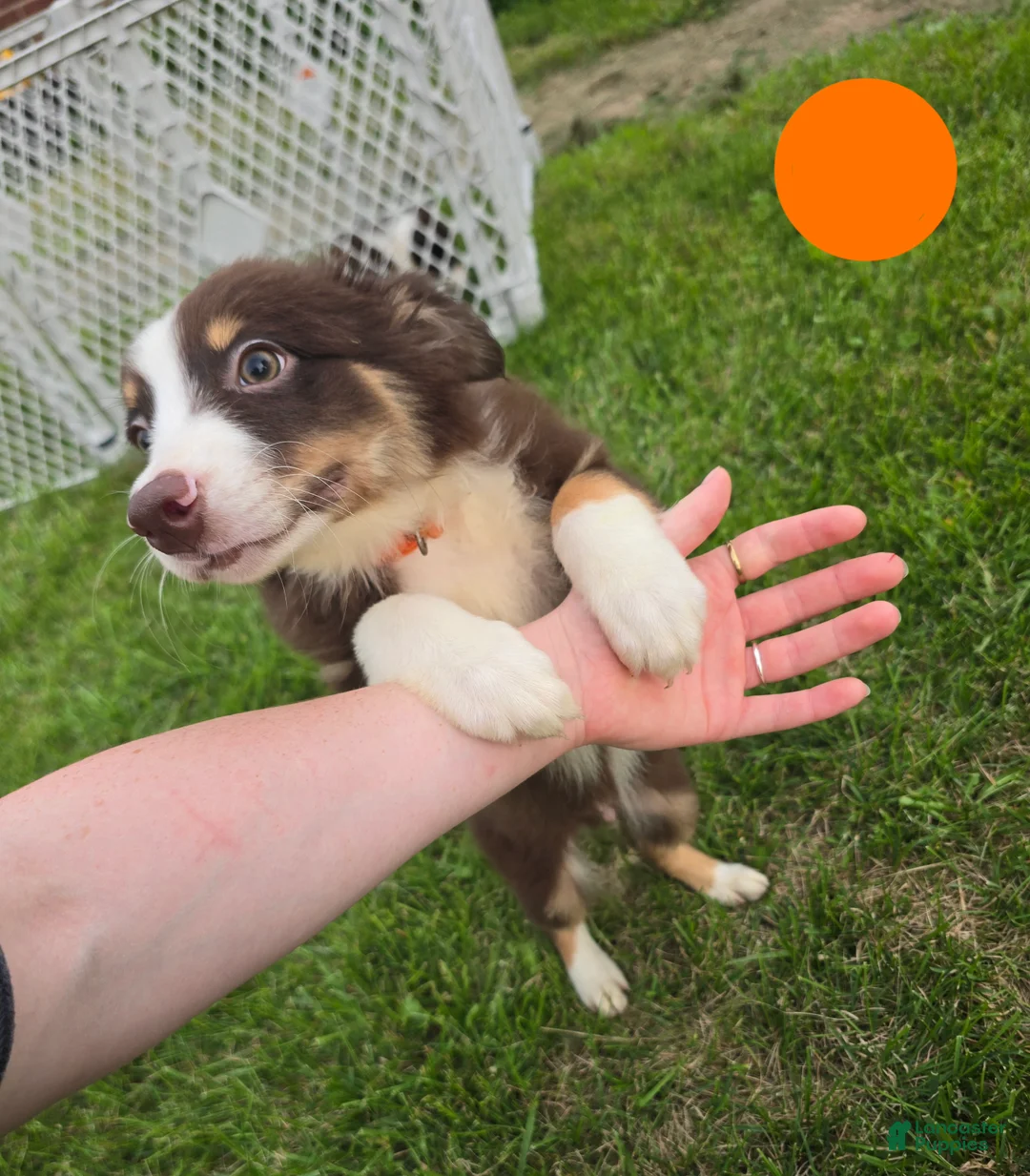 Australian Shepherd dogs for sale: Australian Shepherd Puppy Orange  - Ad 1
