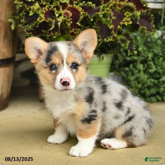 レトリバー Puppies For Sale Corgi Mix Near Me Corgi Dogs Corgi Mix Puppies