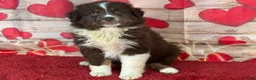 Miniature Australian Shepherd dogs for sale: Delilah - Ad 2