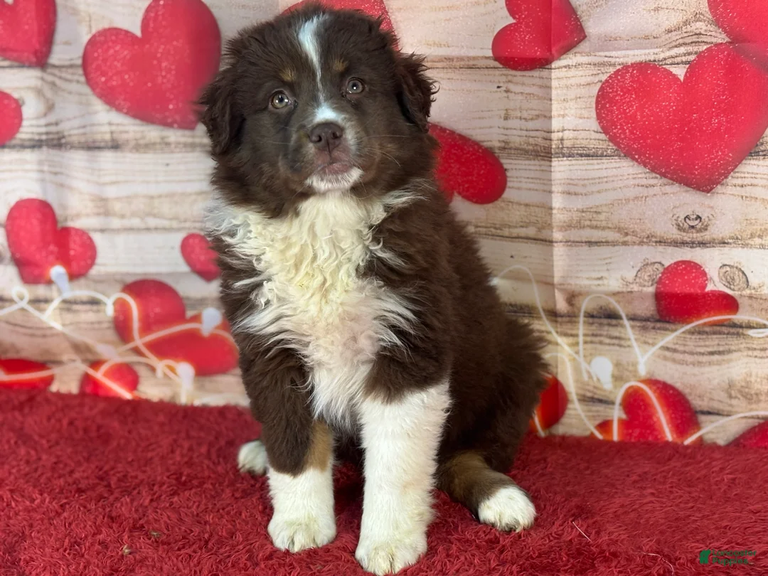 Miniature Australian Shepherd dogs for sale: Delilah - Ad 2