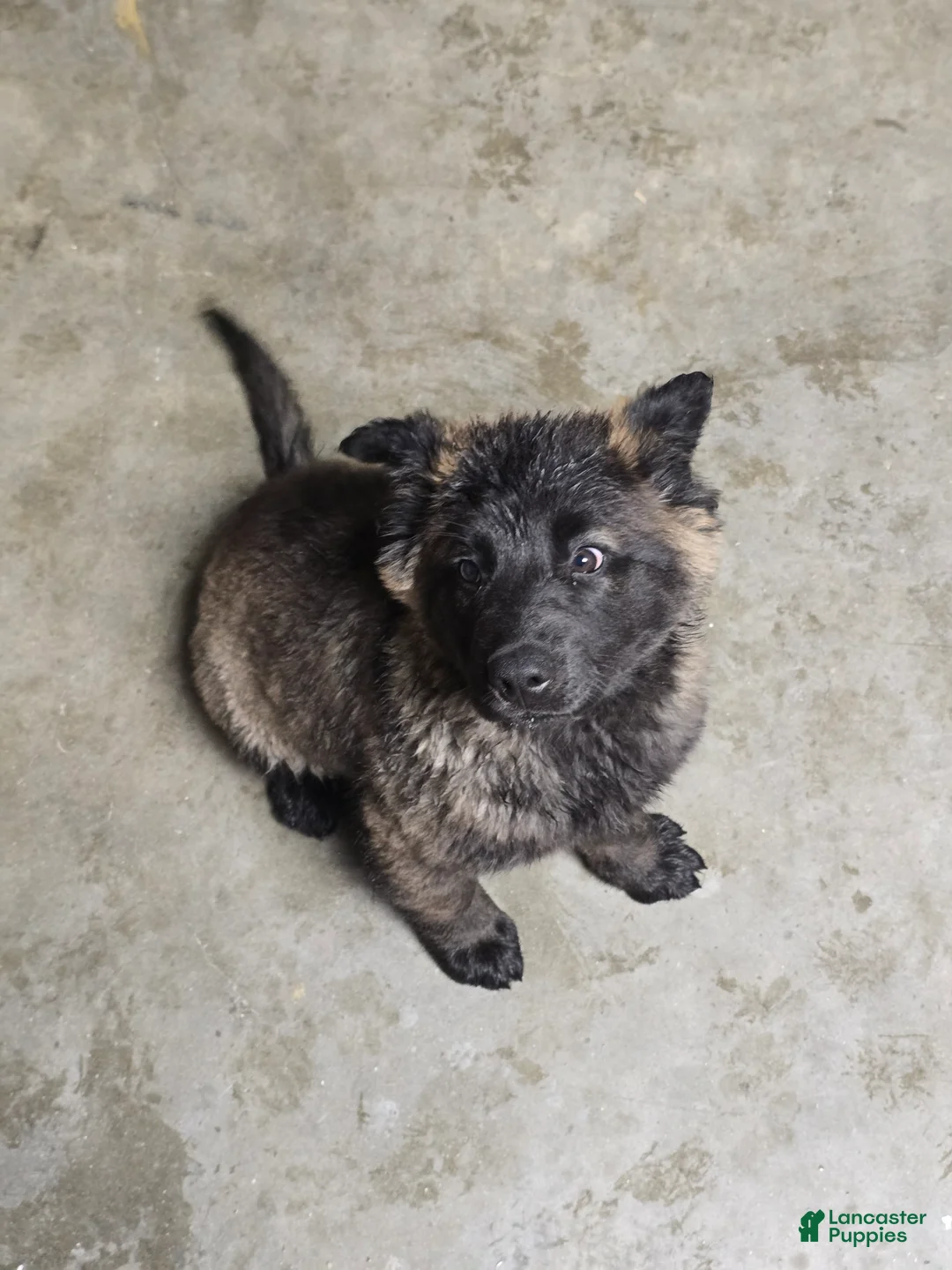 Mixed Breed dogs for sale: Mixed Breed Puppy 5 - Ad 3