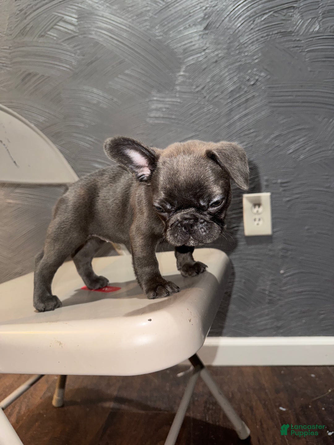 French Bulldog dogs for sale: French Bulldog Puppy 1 - Ad 1