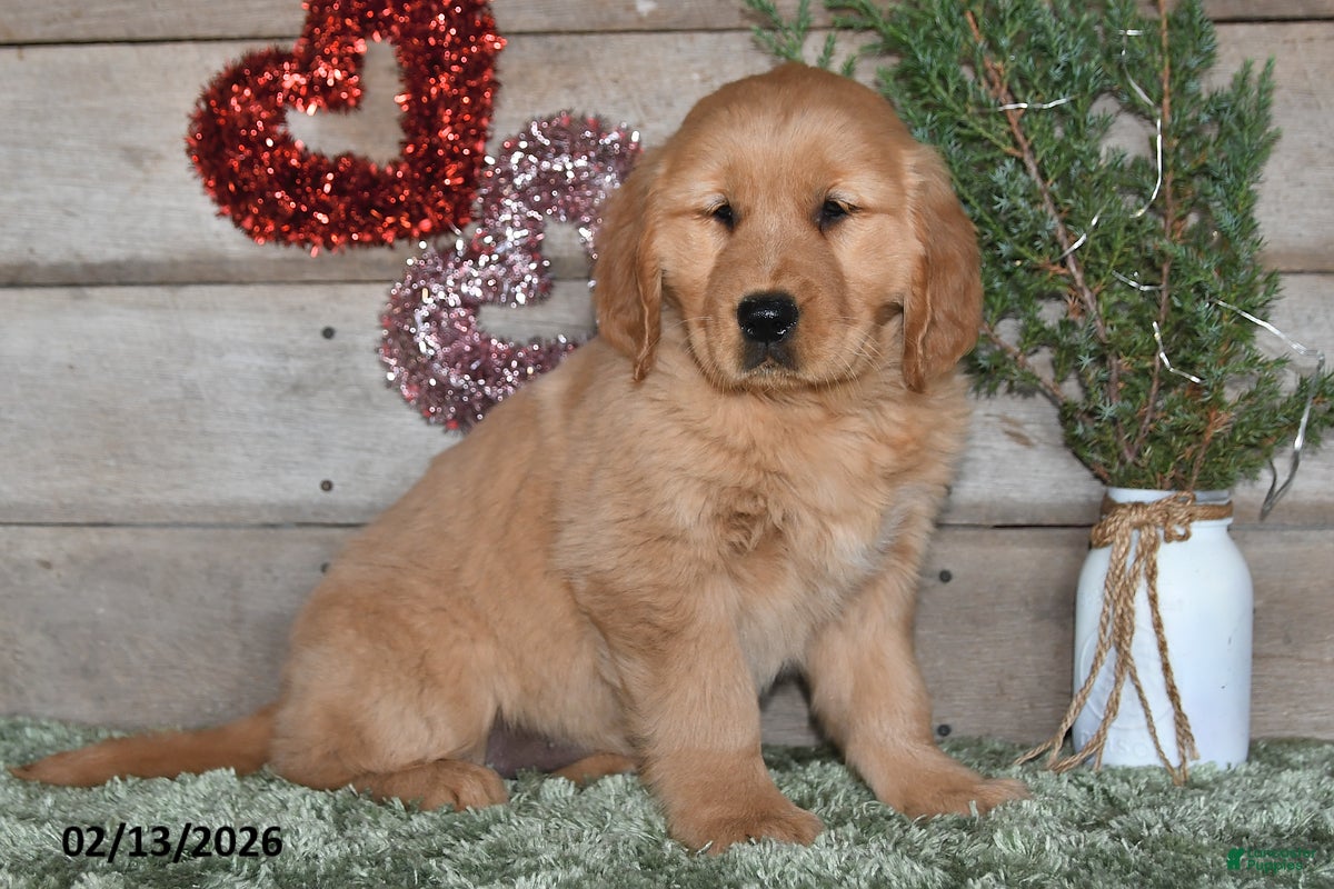 Golden Retriever dogs Amber - Ad 2