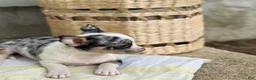 Chihuahua dogs for sale: Rocket - Ad 5