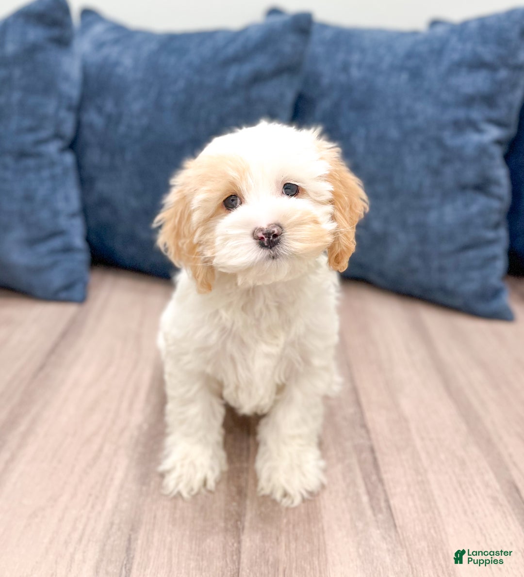 Cockapoo dogs for sale: Paige - Ad 1