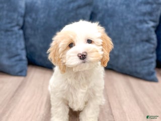 Cockapoo dogs Paige - Ad 7