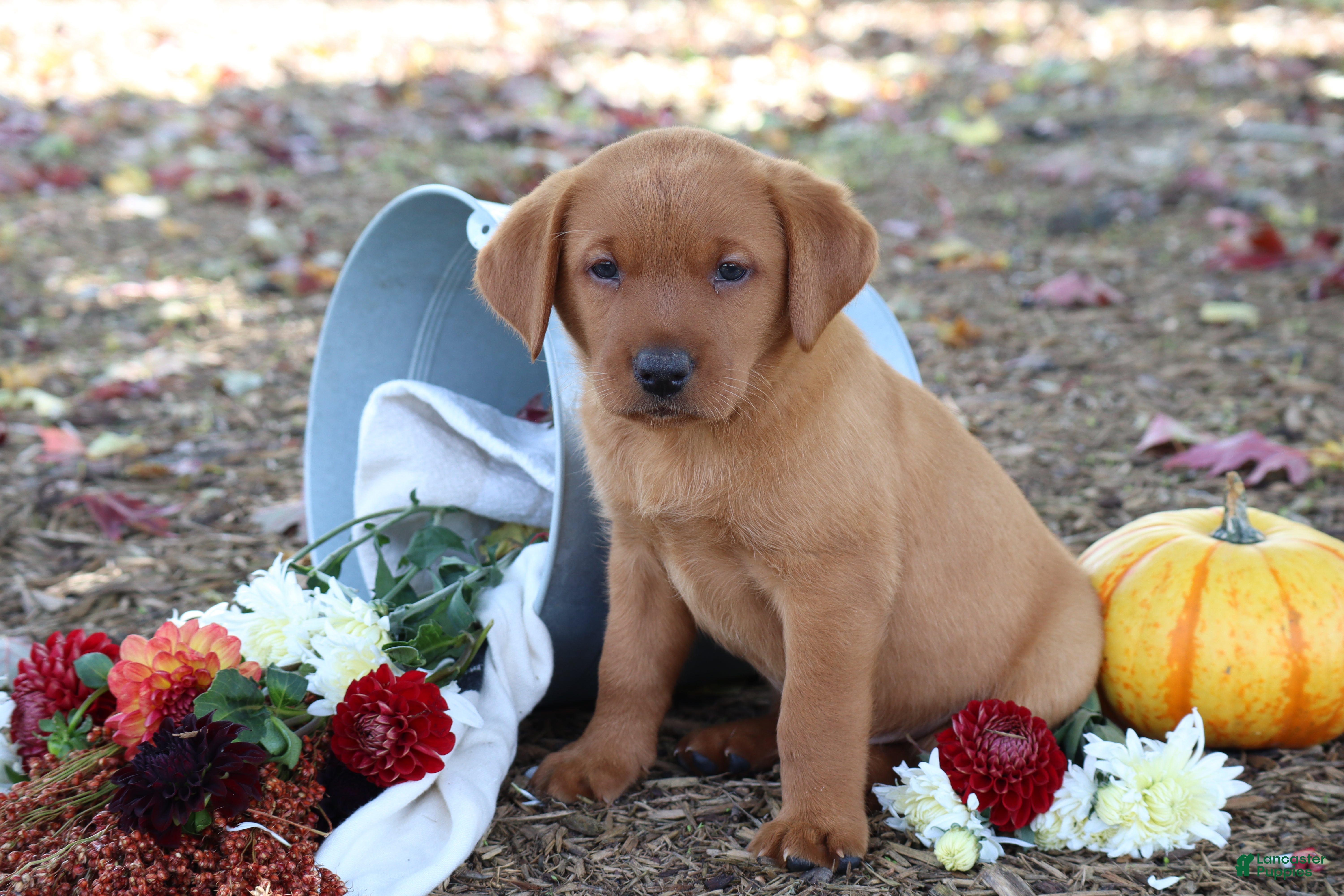 Labrador Retriever dogs Cinnamon - Ad 2