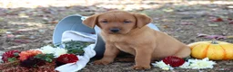 Labrador Retriever dogs for sale: Cinnamon - Ad 2