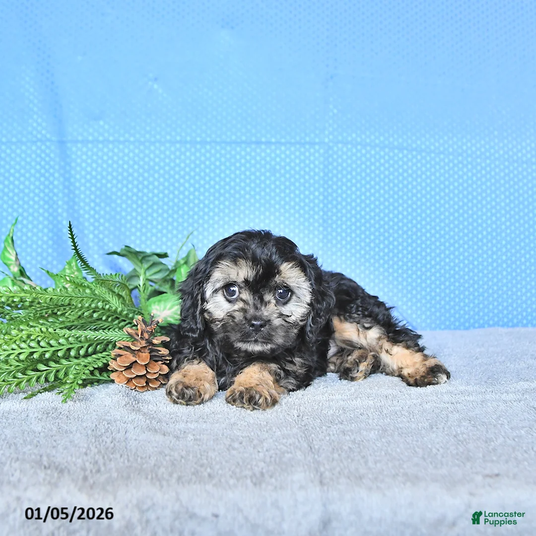 Cavapoo dogs for sale: Zeke - Ad 4