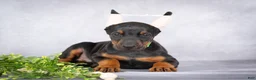 Doberman Pinscher dogs for sale: Kingston - Ad 3