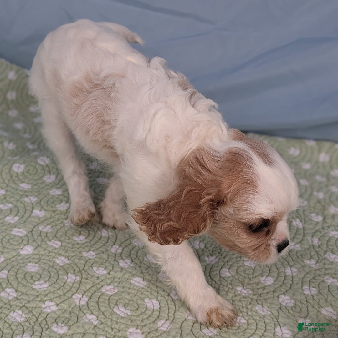 Cavalier King Charles Spaniel dogs for sale: Zazzles - Ad 7