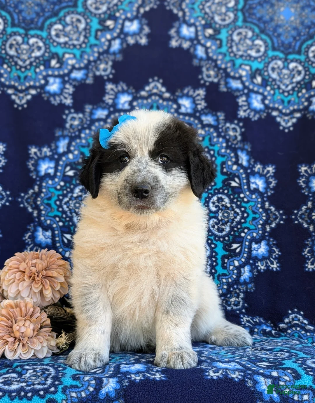 Mixed Breed dogs for sale: Moya - Ad 2