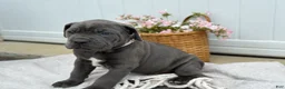 Cane Corso dogs for sale: Bruno - Ad 6