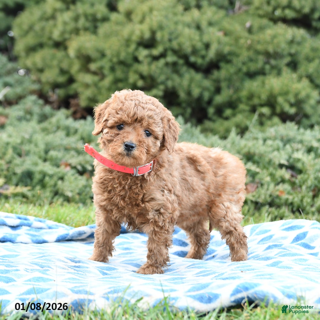 Mini Goldendoodle dogs for sale: Symphony - Ad 3