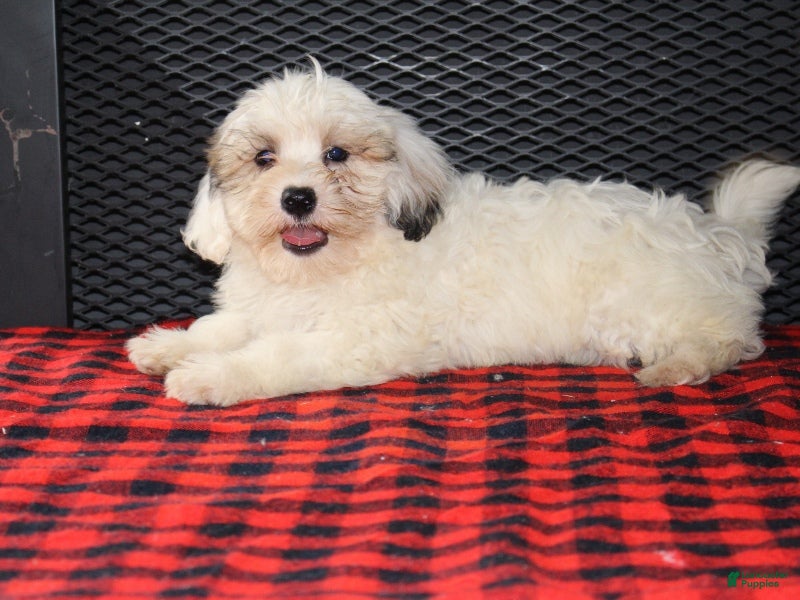 Mixed Breed dogs Trevor - Ad 6