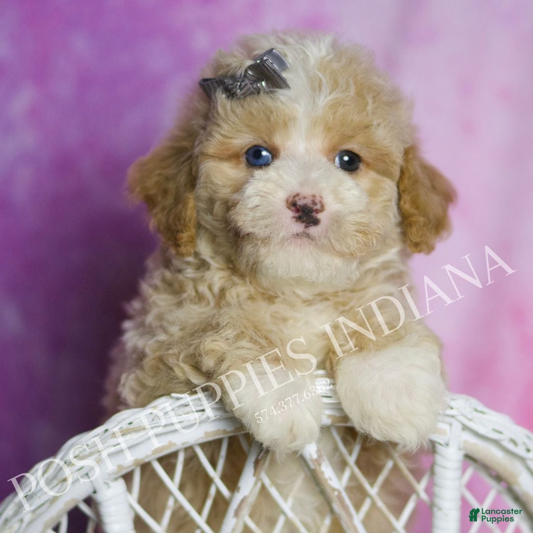 Standard Poodle dogs Orion - Ad 21