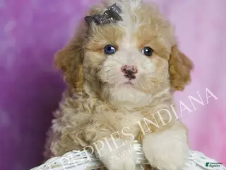 Standard Poodle dogs Orion - Ad 21