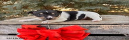 Rat Terrier dogs for sale: Maxwell - Ad 1