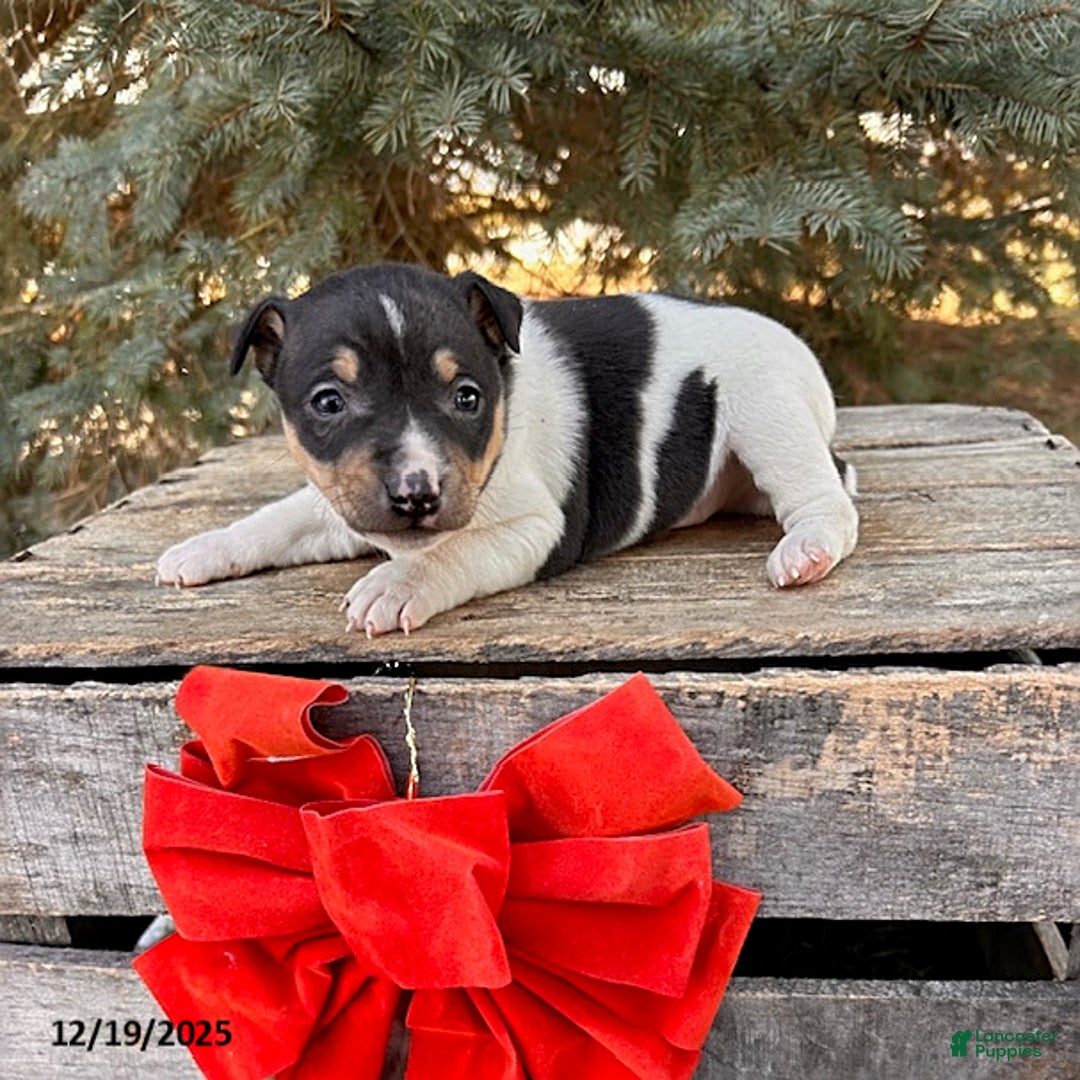 Rat Terrier dogs for sale: Maxwell - Ad 1