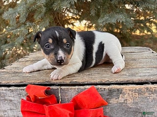Rat Terrier dogs Maxwell - Ad 3