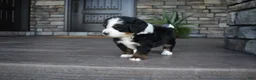 Mini Bernedoodle dogs for sale: Cruz - Ad 9