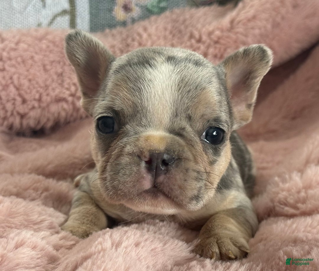 French Bulldog dogs for sale: Willow - Ad 6