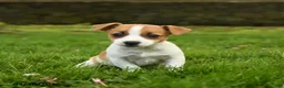 Jack Russell Terrier dogs for sale: Hadly - Ad 2