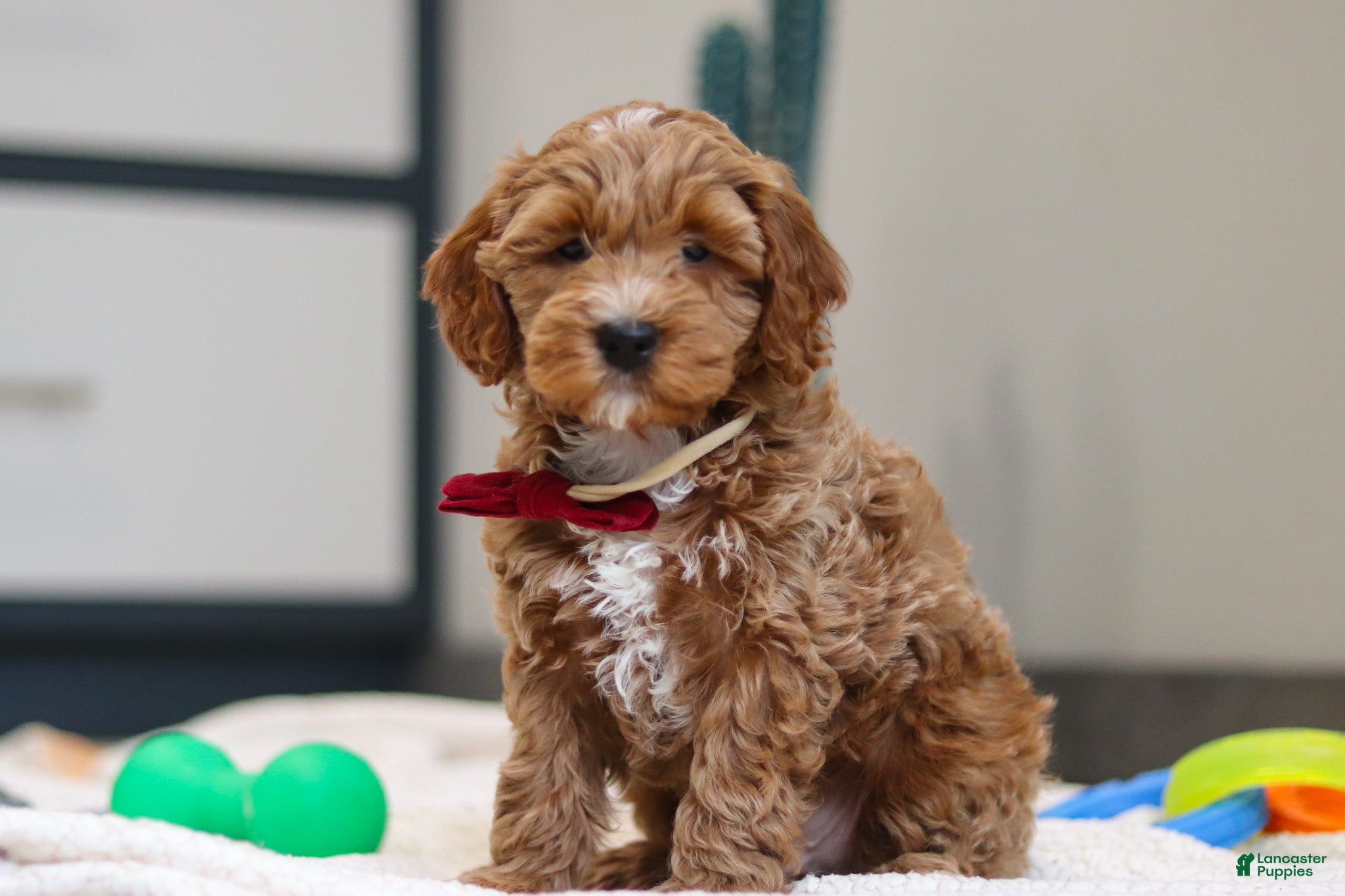 Mini Goldendoodle dogs Neo - Ad 1