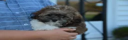 Shihpoo dogs for sale: Patches - Ad 8
