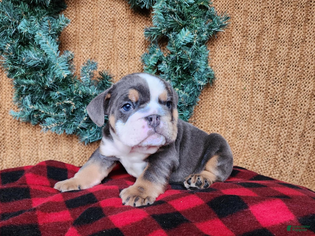 English Bulldog dogs for sale: Elliot - Ad 4
