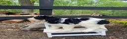 Bernedoodle dogs for sale: Holden - Ad 4