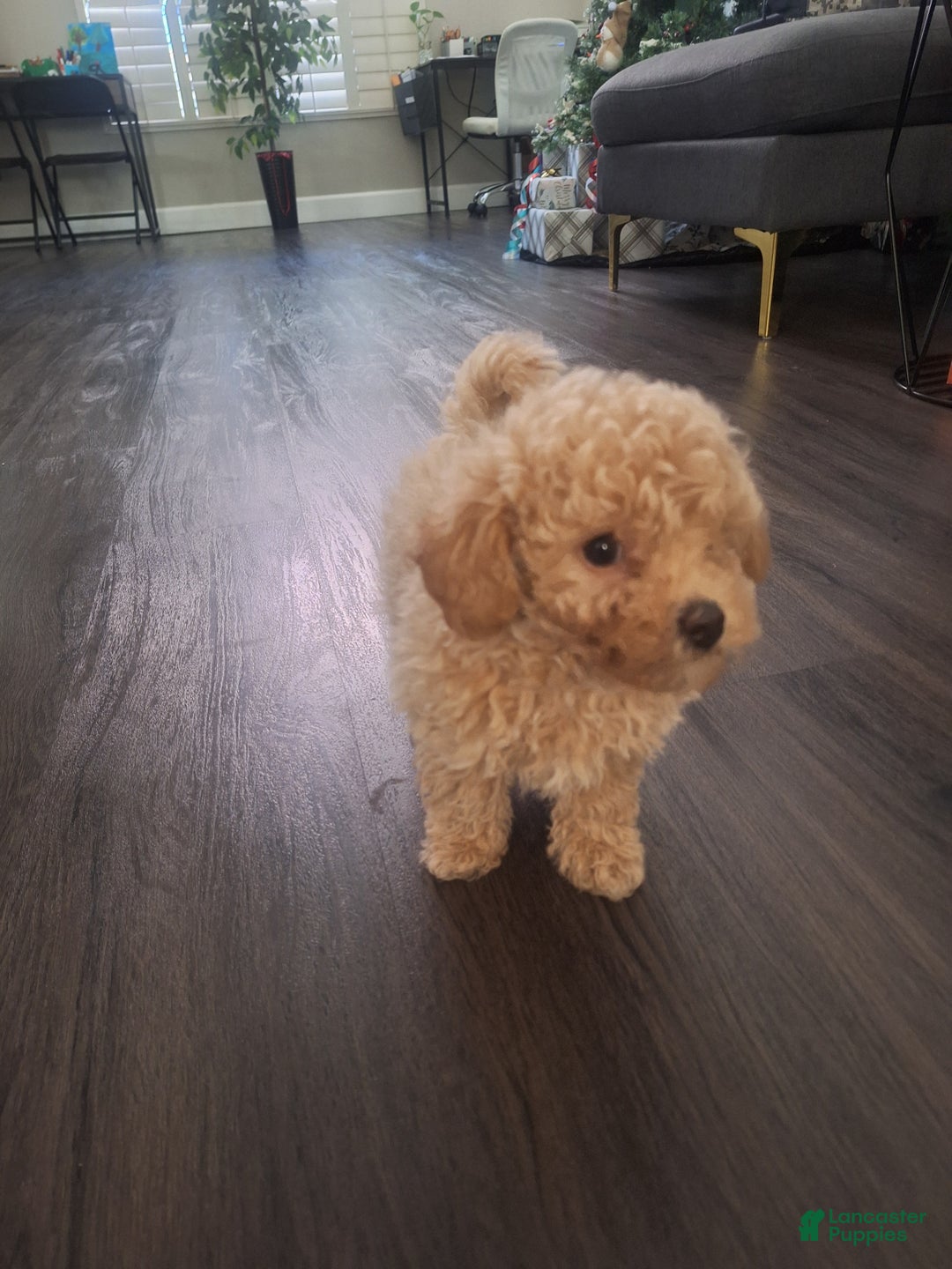 Toy Poodle dogs for sale: El Guero - Ad 5