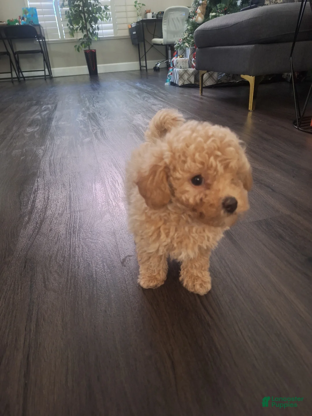 Toy Poodle dogs for sale: El Guero - Ad 5