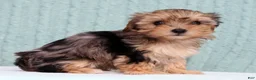 Yorkiepoo dogs for sale: Bella - Ad 4
