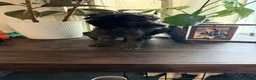 Labradoodle dogs for sale: Cole  - Ad 6