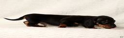 Miniature Dachshund dogs for sale: Rudolph - Ad 3