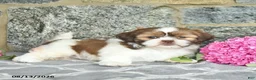 Shih Tzu dogs for sale: Hazel  - Ad 4